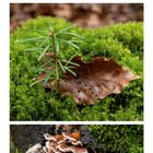 Kalender für September. Oben: Tannenzapfen und Moos. Mitte: kleines Bäumchen. Unten: Pilze auf Moos.