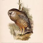 Kalenderblatt Februar 2027, Illustration eines Weißwangenkauzes, stilisierte Darstellung mit Pflanzen im Hintergrund.