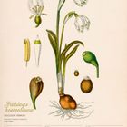 "Frühlingsknotenblume (Leucojum vernum)" steht links oben. Unten: 1.-7. Februar 2027. Zeichnung einer Blume mit Zwiebel.