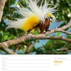 05. Woche, Februar 2027. Paradiesvogel mit prächtigem gelb-weißen Gefieder sitzt auf einem Ast im Grünen. Kalenderansicht.