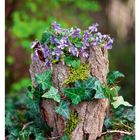 08 FEBRUAR. Lila Veilchen wachsen in Baumrindenvase, umgeben von Efeu und Moos; grüner, unscharfer Hintergrund.