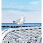 08 FEBRUAR. Möwe auf einem Strandkorb an der Ostsee, Mecklenburg-Vorpommern. Meer im Hintergrund.