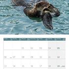 Kalender September 2027, Tage in Spalten. Dahinter ein schwimmender Otter auf dem Rücken im Wasser.