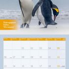 Text: "Rettungsgasse bilden. Wir tanzen!" Kalender für September 2027. Zwei Kaiserpinguine stehen nebeneinander.