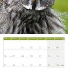 Kalenderseite: September 2027, Wochenbeginn Montag, ausgewählte Feiertage. Foto einer grau-weißen Eule mit gelben Augen.