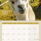 Text: "Einzigartig ist viel cooler als perfekt." 
Eine Nahaufnahme eines Alpakas auf einer Wiese bei sonnigem Wetter. Unten ein Kalender für September 2027.