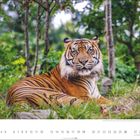 "9" und Monatszahlen; Tiger liegt aufmerksam im Dschungel, umgeben von Bäumen und Gräsern.