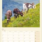Ein Kalenderblatt für September 2027. Oben grasen drei Esel auf einer blühenden Wiese in hügeliger Landschaft.
