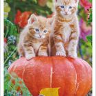 Kalender: September 2027. Zwei orange-weiße Kätzchen sitzen auf einem großen Kürbis, umgeben von buntem Herbstlaub.