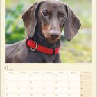 Ein Kalender für September 2027 zeigt einen Hund mit rotem Halsband, umgeben von unscharfem, grünem Hintergrund.