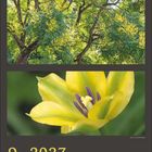 9 · 2027. Kalendermonat September mit gelben Akzenten für Sonntage. Oben drei Fotos mit gelben Blüten und Bäumen.