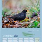 "Die Natur spricht nicht, aber sie hat viel zu sagen." George Eliot. September 2027 Kalenderseite mit Amsel im Laub.