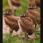 Kalenderseite: September mit Kaninchenkauzen im Vordergrund. Das Bild zeigt fünf Eulen auf grünem Hintergrund.