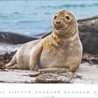 „9“ und Kalendertage darunter. Eine Robbe liegt am Strand, im Hintergrund das Meer.