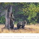 Zwei Grizzlys im Wald: Einer kratzt sich an einem Baum, der andere schaut. Darunter eine Monatsübersicht mit Zahlen.