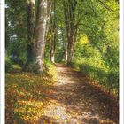 9 | 2027, Berching, Bayern, Deutschland. Kiesweg im Wald, flankiert von hohen Bäumen und herbstlichem Laub am Boden.