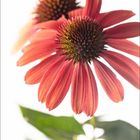 Kalenderzahl: "9". Darunter sind die Tage des Monats. Zwei rot-pinke Echinacea-Blüten mit grünem Stängel im Hintergrund.