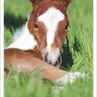 Kalender für September 2027 mit einem Bild eines braun-weißen Fohlens, das auf einer grünen Wiese ruht.