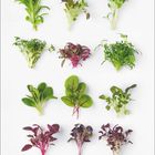 "September" steht unten in Rot. Verschiedene grüne und rote Gemüsesorten in Reihen angeordnet.