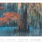 Kalender mit Zahlen 1-30 unten. Herbstlicher Baum in einem nebligen Sumpf.