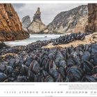 "STRENGTH IN NUMBERS. Der Fotograf Theo Bosboom zeigt, wie Miesmuscheln sich zusammenschließen. Zahlreiche Muscheln an felsiger Küste."