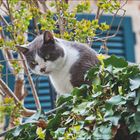Kalenderblatt Juli: "Nicht vergessen!" Zitat von Marcel Proust über Entdeckungsreisen. Foto einer Katze zwischen Blättern.