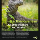 „Parthenogenese: Jungfrauengeburt im Tierreich.“ Ein Komodowaran im Gras, unten ein Kalender für Februar.