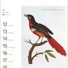 Kalender, Juli Woche 28, Tage 12-18. Illustration eines Rotbauchwürgers auf einem Ast sitzend.