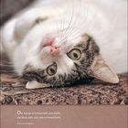 „Die Katze schmeichelt uns nicht, sie lässt sich von uns schmeicheln.“ - Antoine de Rivarol. Kalender für Dezember. Eine Katze liegt entspannt auf einem Teppich, schaut schräg mit großen Augen.