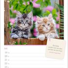 „Die Seele ernährt sich von dem, worüber sie sich freut.“ - Aurelius Augustinus. Zwei Kätzchen vor grünem Hintergrund.