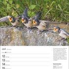 Juli-Kalenderseite mit vier jungen Rauchschwalben auf einer Mauer. Text beschreibt ihr Aussehen und Lebensraum.