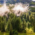 Dichter Wald aus hohen Nadelbäumen in sanfter Hügellandschaft, leichtem Nebel, mit Bergen im Hintergrund.