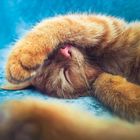 Es gibt keine Texte. Eine rote Katze schläft und bedeckt ihr Gesicht mit der Pfote, vor blauem Hintergrund.