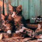 Theo, Paul + Emil. Drei junge Katzen spielen und ruhen auf einem unebenen Boden vor einer alten, grünen Wand.
