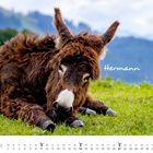 Text: "Hermann", "November". Ein flauschiger Esel liegt entspannt auf einer grünen Wiese. Berge im Hintergrund.