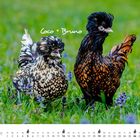 Text: "Coco + Bruno" und "SEPTEMBER". Zwei Hühner mit auffälligem Gefieder auf einer Wiese mit violetten Blumen.