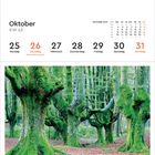Oktober KW 43: Kalender, 25-31, mit Nationalfeiertag am 26. Bild: Moosbewachsene Bäume, Spanien.