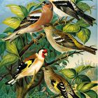 Illustration von fünf bunten Vögeln auf Ästen, umgeben von grünen Blättern und hellem Himmel im Hintergrund.