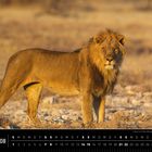 Kalenderseite zeigt Namibia 08, darunter ein Löwe im Etosha Nationalpark.