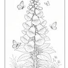 Illustration einer hohen Blume mit glockenförmigen Blüten, umgeben von Schmetterlingen und Gräsern.