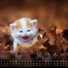 Kalender unten, Oktober. Oben ein kleines Kätzchen in Herbstlaub. Es hat weißes Fell mit orangen Flecken und miaut.