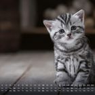 Kalender: Monat = 11, Datumsreihe von 1 bis 30. Eine graue, getigerte Kätzchen sitzt auf Holzboden.