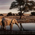 Kalender mit Zahlen 1-30, Wochentage darunter, Monat 9. Zwei Elefanten trinken an einem Wasserloch, Baum im Hintergrund.