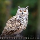 Im Vordergrund Zahlen: Datum mit Wochentagen. Eule mit orangefarbenen Augen; Detailreich vor unscharfem grünen Hintergrund.
