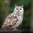Kalender mit den Zahlen 1 bis 30, Wochentagen auf Deutsch. Eine Eule mit orangenen Augen vor unscharfem Hintergrund.