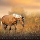 Kalender mit den Tagen und Abkürzungen für Wochen, Monatsnummer 9. Ein Pferd auf einer Wiese im Sonnenuntergang.