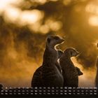 Kalender mit Zahlen und Wochentagen unten. Erdmännchen in der Abenddämmerung mit dramatischem Licht.