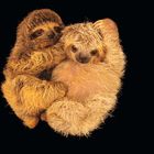 Zwei kuschelnde Faultiere mit braunem Fell auf schwarzem Hintergrund.