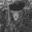 Ein Leopard mit leuchtend grünen Augen schaut aus einem Versteck aus Zweigen und Ästen hervor.