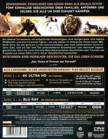 Wilde Dynastien - Die Clans der Tiere (Ultra HD Blu-ray &amp; Blu-ray), 2 Ultra HD Blu-rays und 2 Blu-ray Discs